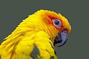 sun parakeet (Aratinga solstitialis) bird