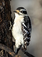 Downy woodpecker pecking for food