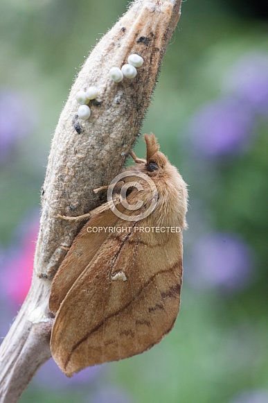 Drinker moths Drinker moths