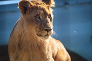 African Lion