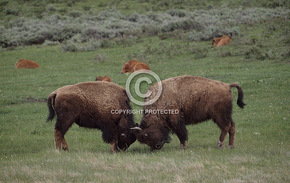 American Bison (Buffalo)