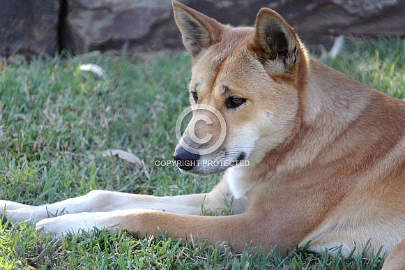 Australian Dingo