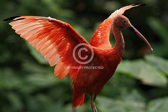 Scarlet Ibis Scarlet Ibis