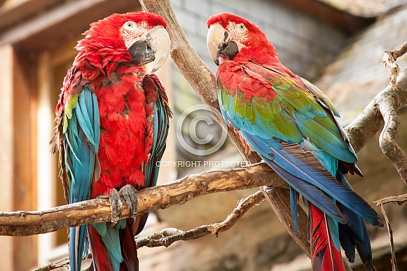 Scarlet Macaw Scarlet Macaw