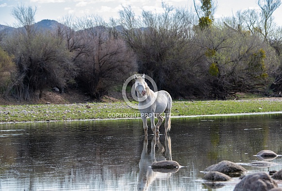 Salt River wild horse stallion standing in the river