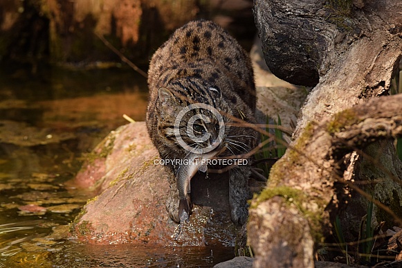 fishing cat