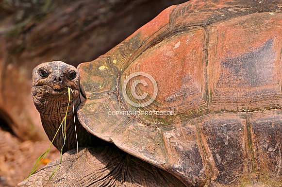 Tortoise