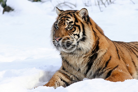 Sumatran tiger