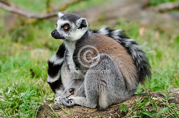 Ring-tailed Lemur