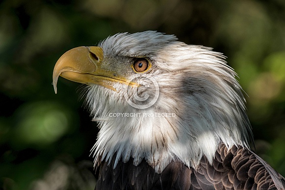 Bald Eagle Side Profile Close Up