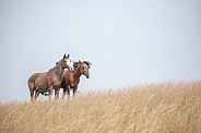 Wild Horse (Equus caballus)