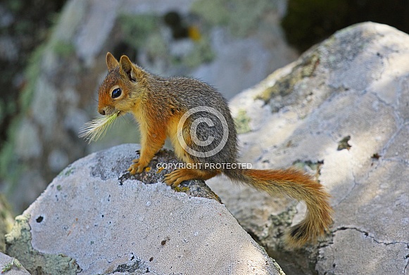 Persian Squirrel Persian Squirrel