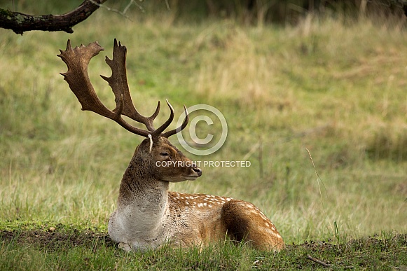 Fallow deer