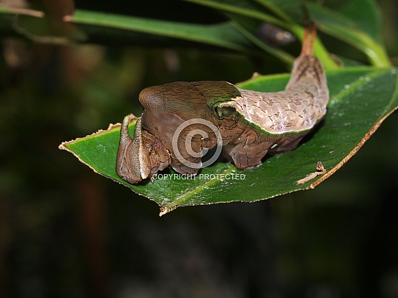 Caterpillar Caterpillar