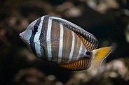 Sailfin Tang Fish