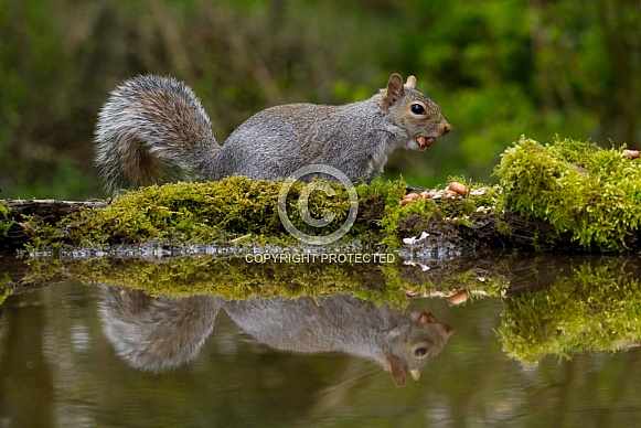 Grey Squirrel