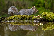 Grey Squirrel