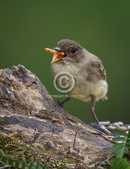 Eastern Phoebe