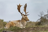 A beautiful male fallow deer lying in the grass