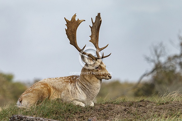 A beautiful male fallow deer lying in the grass