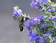 Anna's hummingbird by flowers