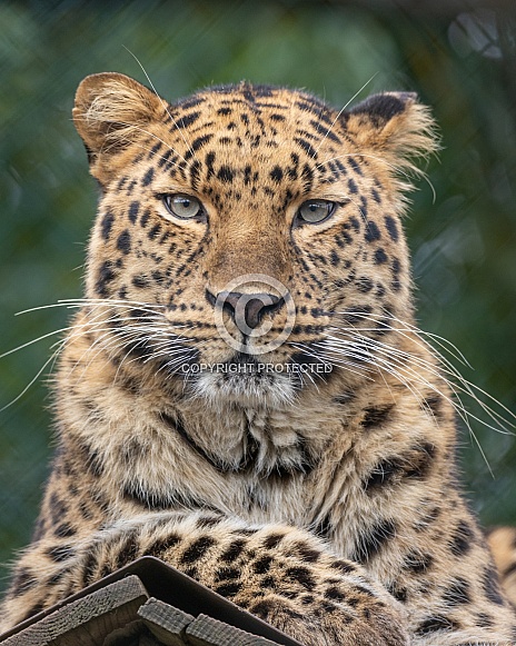 Amur Leopard