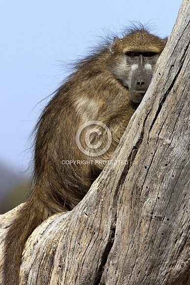 Chacma Baboon (Papio ursinus) - Botswana