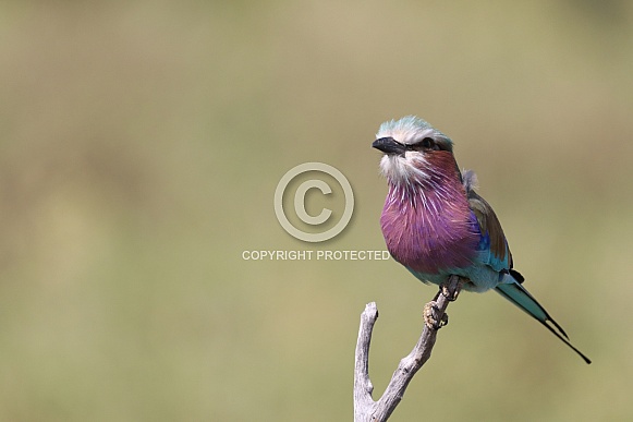 Lilac Breasted Roller