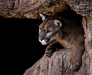 Cougar