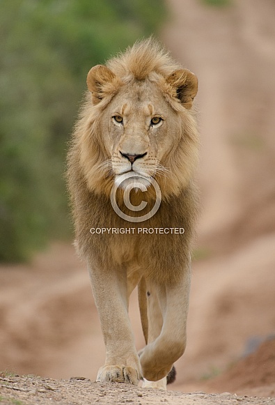 African Lion