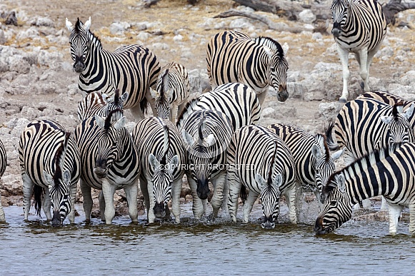 Zebra drinking at a waterhole - Namibia