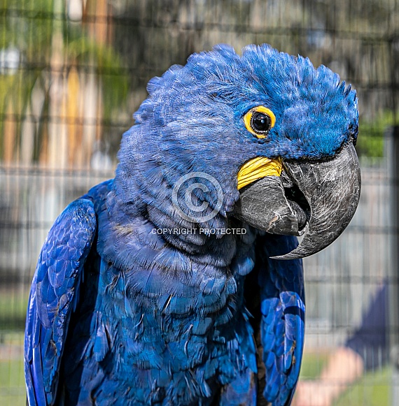 Blue Hyacinth Macaw Parrot
