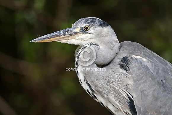 Grey Heron (Ardea Cinerea)