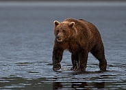 Bear in the mud of low tide