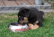 Puppy (mixed breed)