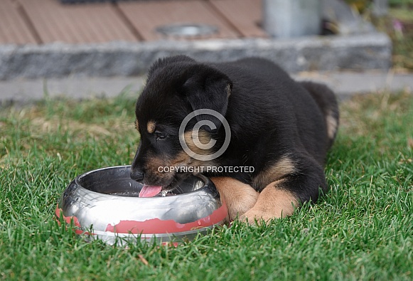 Puppy (mixed breed)