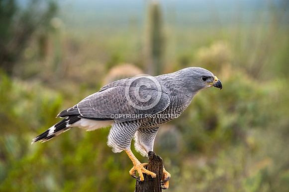 Grey Hawk