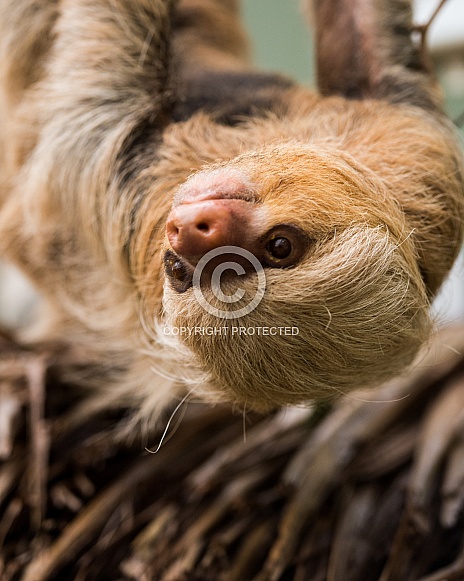 Hoffmans 2 toed Sloth