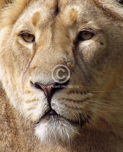 Lioness close-up portrait