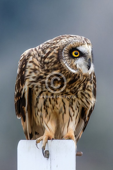 Short Eared Owls