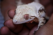 Gecko