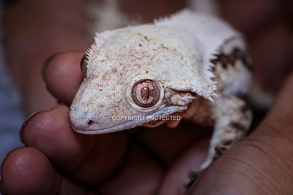 Gecko
