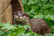 Otter