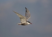 Whiskered Tern