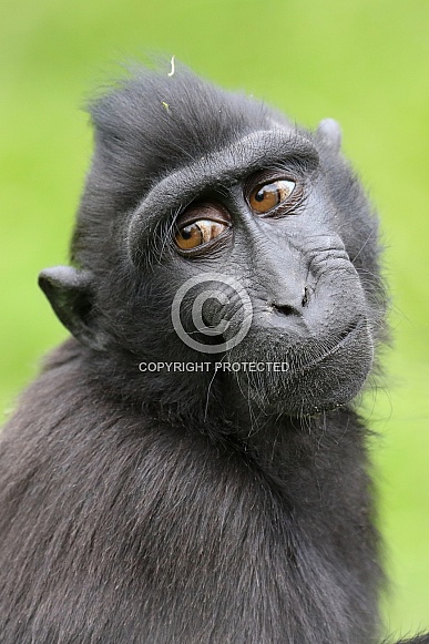 Heck's macaque Heck's macaque