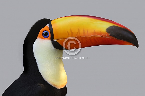 Toco Toucan (Ramphastos toco) Toco Toucan (Ramphastos toco)