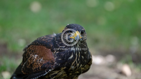 Harris's Hawk (Juvenile)