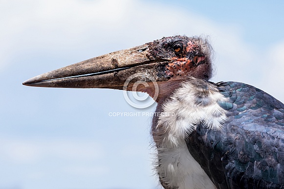 Marabou Stork