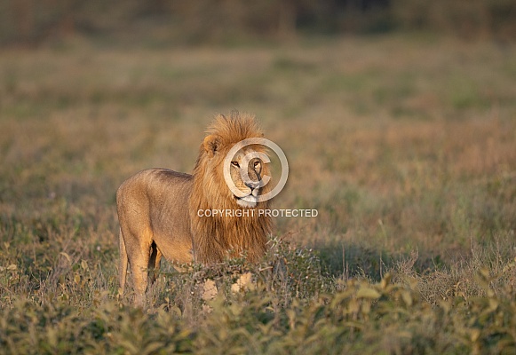 Male lion at sunrise in Africa Male lion at sunrise in Africa