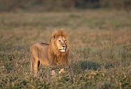 Male lion at sunrise in Africa